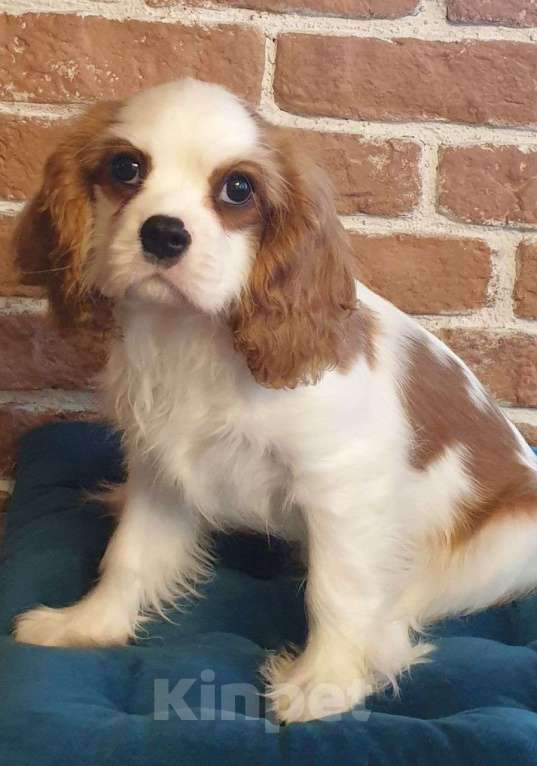Собаки в других городах Московской области: Щенок кавалер Кинг Чарльз спаниель  Мальчик, 65 000 руб. - фото 1