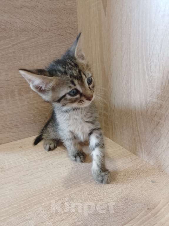 Кошки в Ростове-на-Дону: Полосатые ласковые мальчишки Мальчик, 1 руб. - фото 6