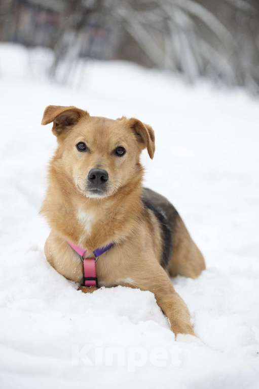 Собаки в Москве: Небольшая ласковая Лаванда в добрые руки Девочка, Бесплатно - фото 1