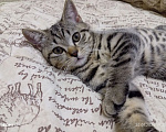 Кошки в Нижнем Новгороде: Продю породистого шотландского прямоухого котика Мальчик, 10 000 руб. - фото 5