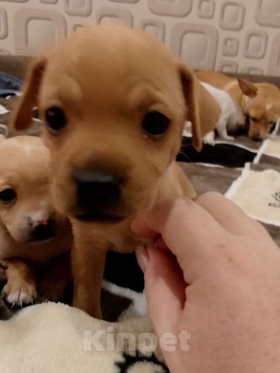 Собаки в Хабаровске: Продам щенков русского той терьера  Мальчик, 20 000 руб. - фото 9