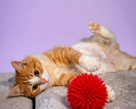 Кошки в Санкт-Петербурге: Рыжая пушистая котёнка. 5 мес. привита и кастрирована. Девочка, Бесплатно - фото 3