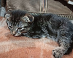 Кошки в Санкт-Петербурге: Котенок Шотландский вислоухий Мальчик, 5 000 руб. - фото 1