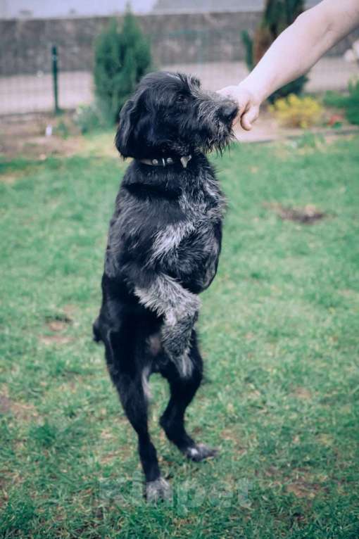 Собаки в Москве: Компанейский  Дратхаар -трехлапик в добрые руки Мальчик, Бесплатно - фото 6