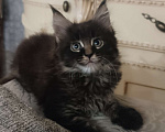 Кошки в Шатуре: Мей-кун котенок Девочка, 10 000 руб. - фото 8