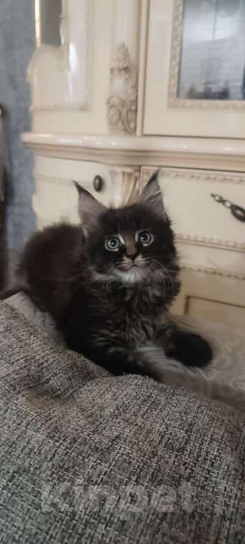 Кошки в Шатуре: Мей-кун котенок Девочка, 10 000 руб. - фото 8