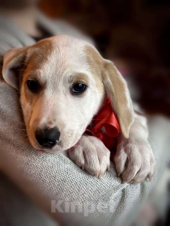 Собаки в Раменском: Бусинка ищет любящую семью Девочка, 1 руб. - фото 7