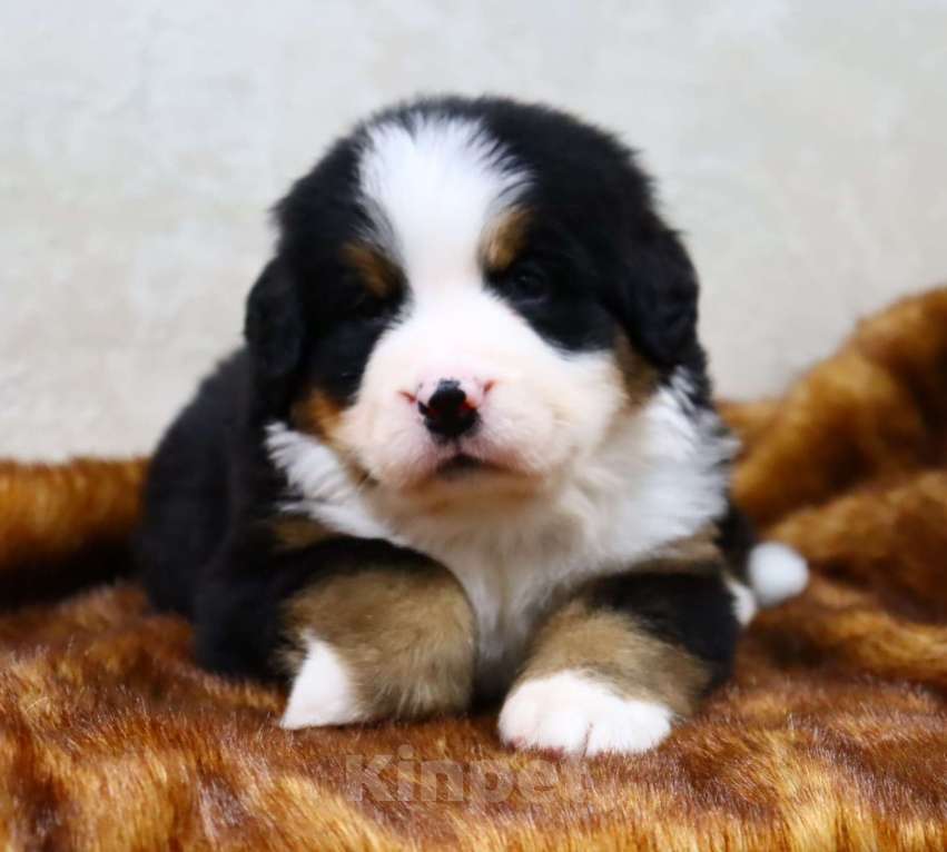 Собаки в Москве: Щенки Бернского Зенненхунда Мальчик, Бесплатно - фото 6