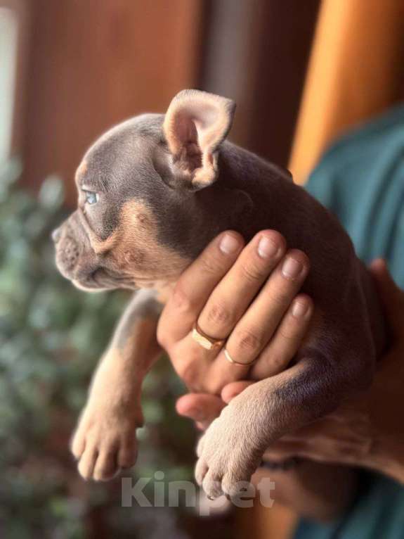 Собаки в Москве: Сэмми Девочка, 135 000 руб. - фото 3