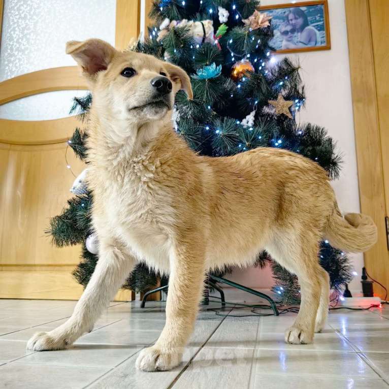 Собаки в Санкт-Петербурге: Щенок девочка в добрые руки! Девочка, Бесплатно - фото 9
