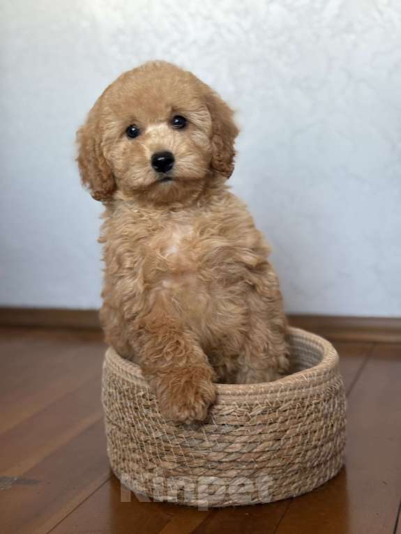 Собаки в Новосибирске: Щенок пуделя  девочка Девочка, 80 000 руб. - фото 1