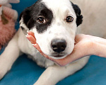 Собаки в Москве: Белый щенок Эмми в добрые руки Девочка, 1 руб. - фото 5