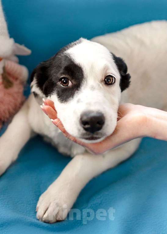 Собаки в Москве: Белый щенок Эмми в добрые руки Девочка, 1 руб. - фото 5