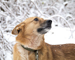Собаки в Москве: Джесси Девочка, Бесплатно - фото 1