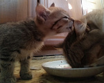 Кошки в Барнауле: Котята кошки мышеловки Девочка, Бесплатно - фото 2