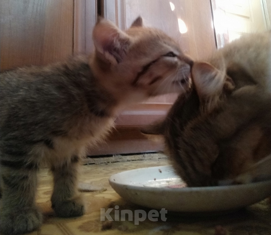 Кошки в Барнауле: Котята кошки мышеловки Девочка, Бесплатно - фото 2