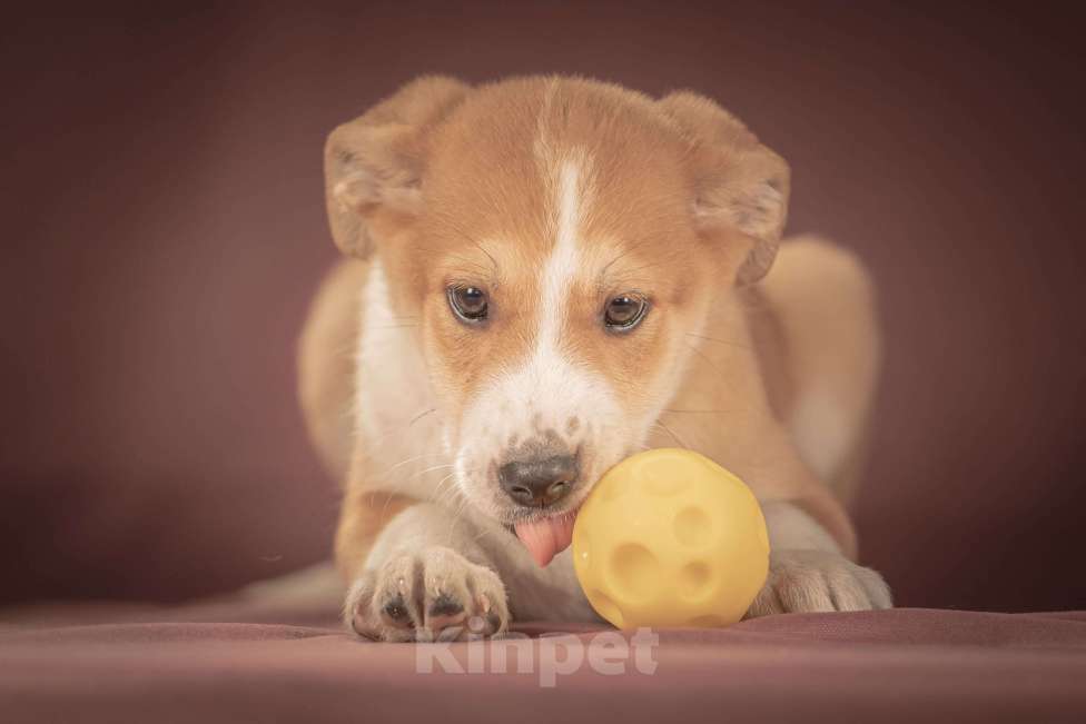 Собаки в Клине: Амиго — общительный и смышлёный парень, который хочет поскорее начать радовать своего человека Мальчик, Бесплатно - фото 3