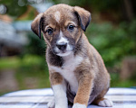 Собаки в Солнечногорске: Щенок в дар Мальчик, Бесплатно - фото 3