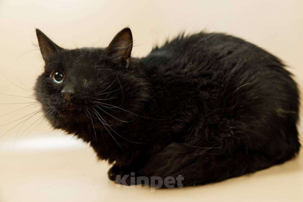 Кошки в Москве: кот Аластер ищет дом Мальчик, Бесплатно - фото 1