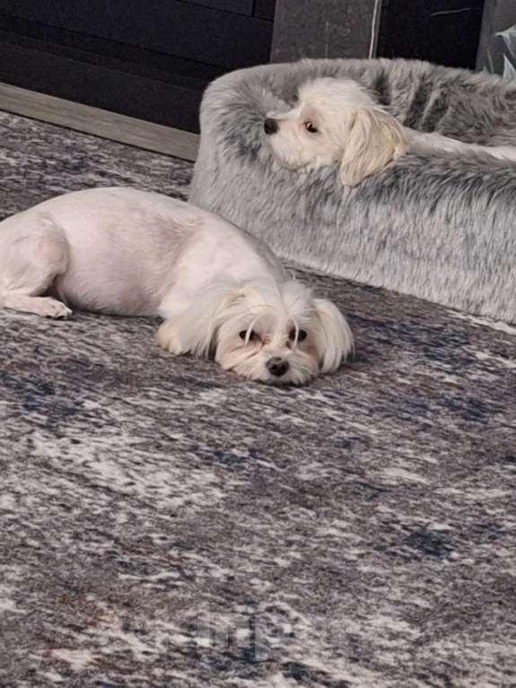 Собаки в Туле: потерялась собака, мальтильская болонка в заречье, около горелок Девочка, 1 000 руб. - фото 2