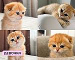 Кошки в Москве: Шотландский вислоухий котёнок  Девочка, 30 000 руб. - фото 2