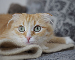 Кошки в Москве: Кошка Орнела ищет дом Девочка, Бесплатно - фото 2