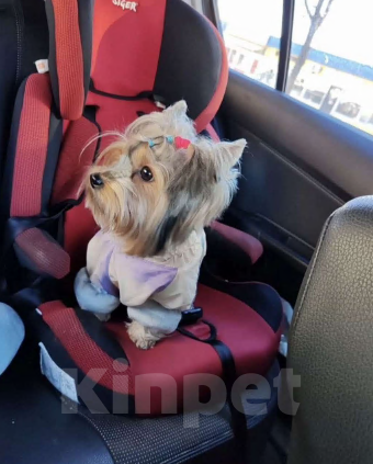 Собаки в Вязьме: Продам щенков Девочка, 25 000 руб. - фото 2