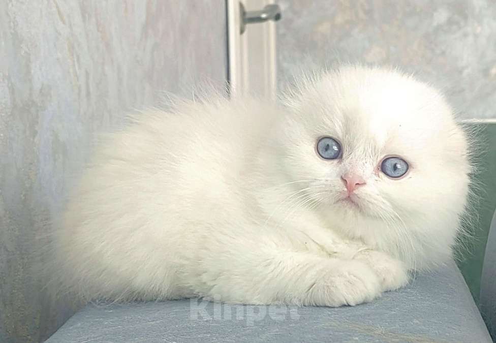 Кошки в Кисловодске: Шотландские котята Девочка, 35 000 руб. - фото 6