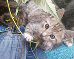 Кошки в Ногинске: Котенок 2 месяца  Девочка, Бесплатно - фото 1