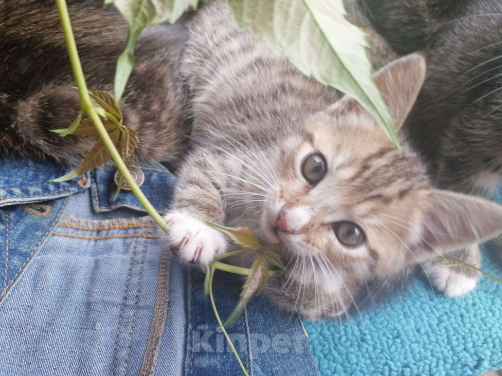 Кошки в Ногинске: Котенок 2 месяца  Девочка, Бесплатно - фото 1