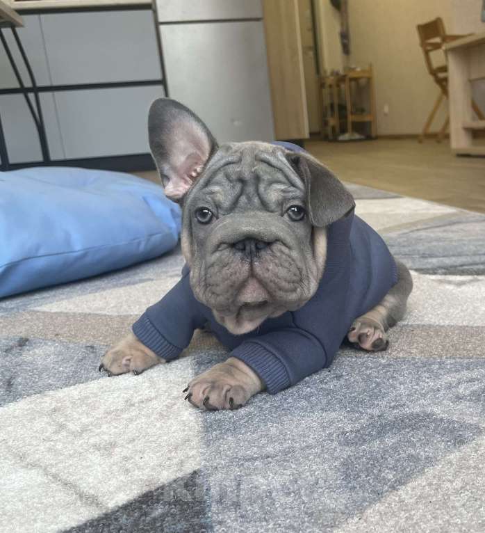 Собаки в других городах Воронежской области: Малыш Бигроп  Мальчик, 200 000 руб. - фото 5