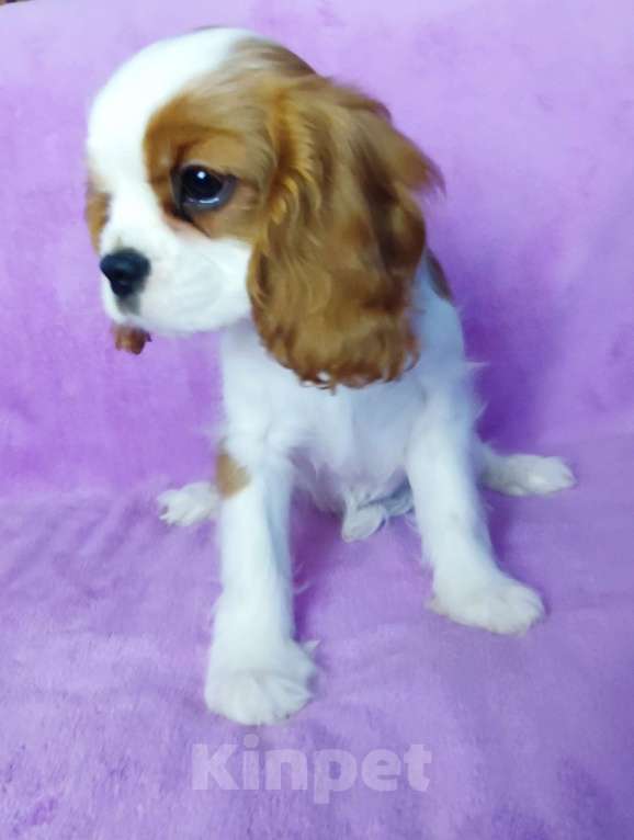 Собаки в Санкт-Петербурге: Красивая девочка кавалер Кинг Чарльз спаниель Девочка, 135 000 руб. - фото 4