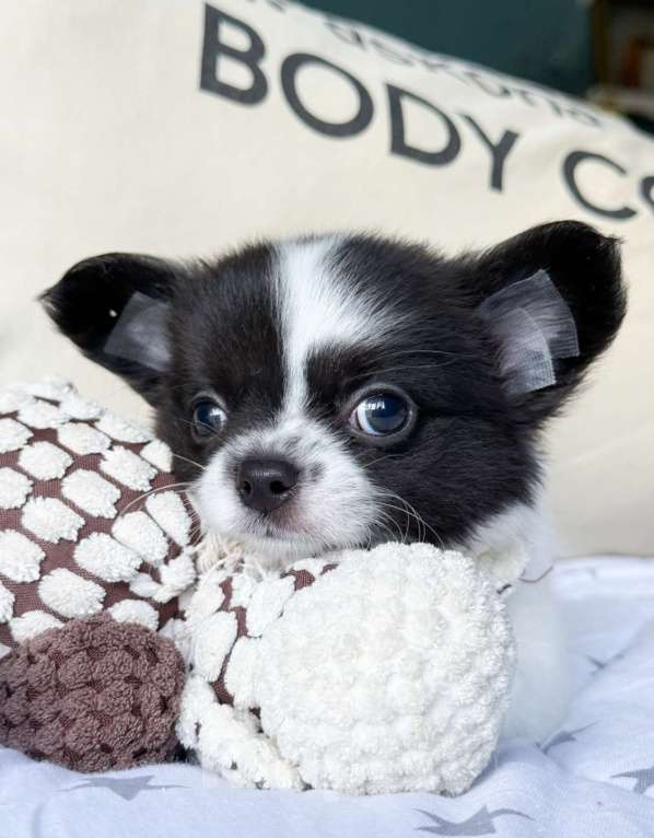 Собаки в Москве: Красавчик мальчик  Мальчик, 50 000 руб. - фото 7