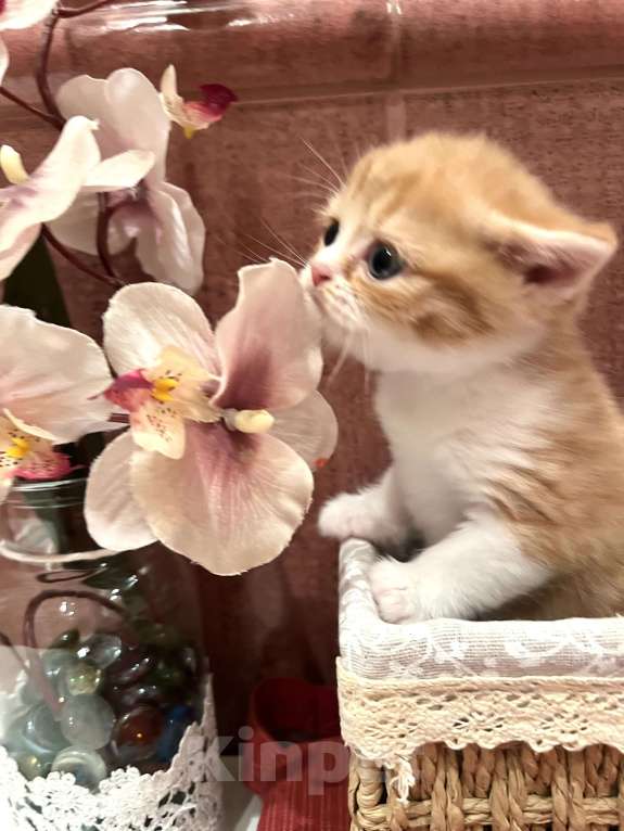 Кошки в других городах Московской области: Шотландский котенок Мальчик, 30 000 руб. - фото 2