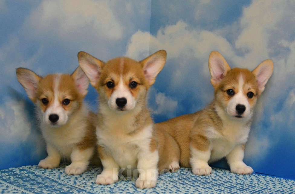 Собаки в Ногинске: Вельш корги пемброк Девочка, 45 000 руб. - фото 2