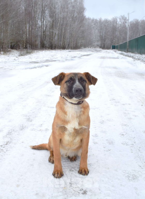 Собаки в Москве: Щенок-подросток, 6 месяцев в добрые руки! Мальчик, Бесплатно - фото 7