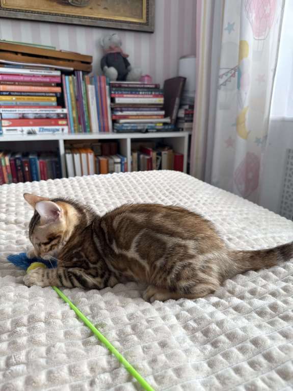 Кошки в Пскове: Гарфильд Мальчик, 45 000 руб. - фото 5