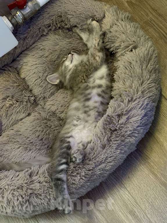 Кошки в Екатеринбурге: Котенок в добрые руки  Девочка, 1 руб. - фото 2