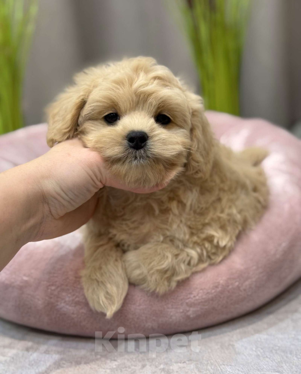 Собаки в Москве: Toby Мальчик, Бесплатно - фото 1