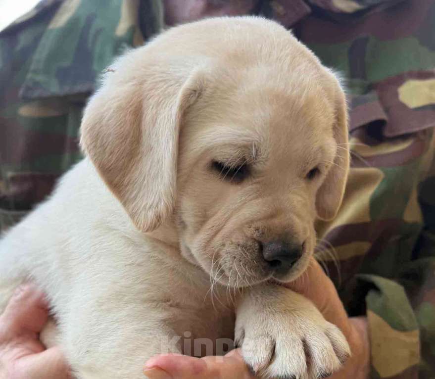 Собаки в Солнечногорске: Лабрадор щенки мальчики палевые РКФ Мальчик, 80 000 руб. - фото 4