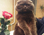 Кошки в Самаре: Вязка шотландского вислоухого кота, 1 500 руб. - фото 1