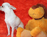 Собаки в Ижевске: Вязка мальчик Мальчик, 5 000 руб. - фото 5