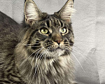 Кошки в Жердевке: Кот мейн-кун в разведение WCF, 80 000 руб. - фото 1