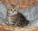 Кошки в Светогорске: Мраморный мальчик! Мальчик, 15 000 руб. - фото 4