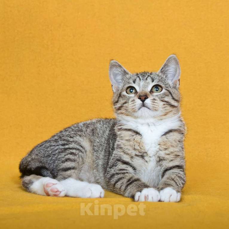 Кошки в других городах Московской области: Шурик - котенок-созерцатель Мальчик, Бесплатно - фото 8