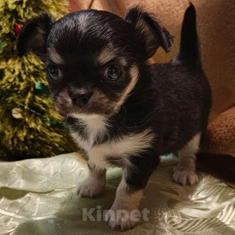 Собаки в Москве: Чихуахуа мальчик  Мальчик, 17 000 руб. - фото 3