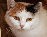 Кошки в Москве: Привет, меня зовут Анфиса. Девочка, Бесплатно - фото 2