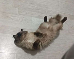 Кошки в Санкт-Петербурге: Котик невский маскарадной в надёжную семью  Мальчик, Бесплатно - фото 2