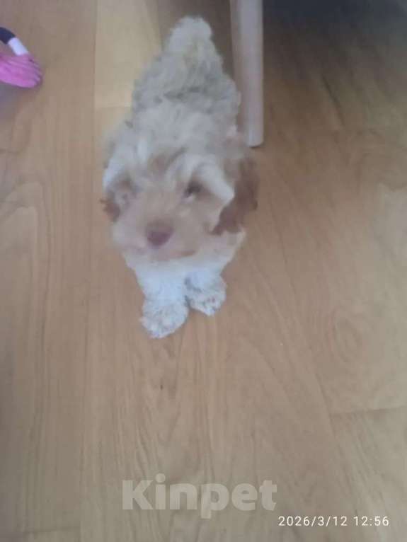 Собаки в Москве: Продам щенок кокапу Мальчик, 60 000 руб. - фото 3