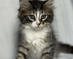 Кошки в Москве: Котята ищут дом. Мальчик, Бесплатно - фото 1